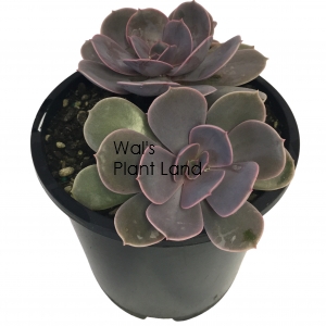 ECHEVERIA PERLE VON NUREMBERG