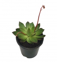 ECHEVERIA ROSEA BENIMUSUME