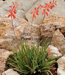 ALOE BELLATULA