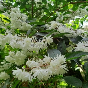 DEUTZIA CANDIDISSIMA
