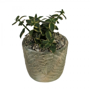 POTTED SUCCULENT VARIETIES