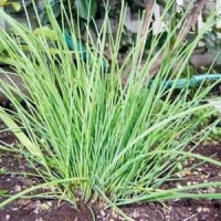 CHIVES GARLIC HOME GARDEN