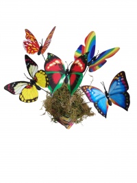 THOUGHTFUL OPTION GLITTER BUTTERFLY'S