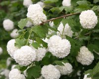 VIBURNUM OPULUS STERILE