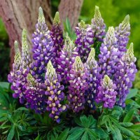 LUPIN GALLERY BLUE