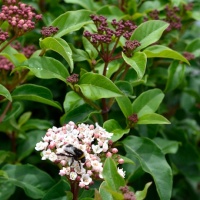 VIBURNUM EMERALD BEAUTY