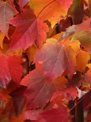 ACER rubrum BOWHALL