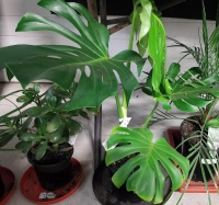 MONSTERA DELICIOSA - FRUIT SALAD PLANT