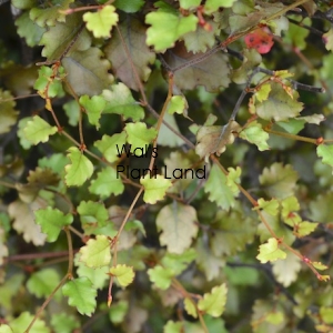 NOTHOFAGUS FUSCA SYN FUSCOSPORA