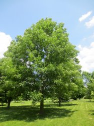 FRAXINUS GREEN GLOW