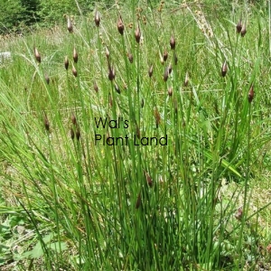 JUNCUS PALLIDUS