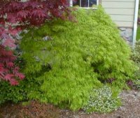 Acers