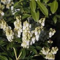 PIERIS PURITY