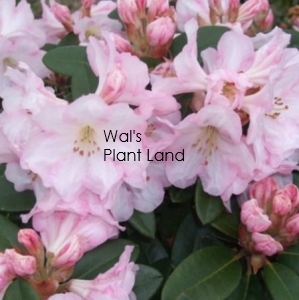 RHODODENDRON BRONZE WING