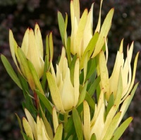 LEUCADENDRON INCA GOLD