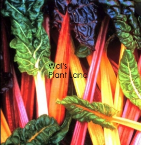 SILVERBEET BRIGHT LIGHTS