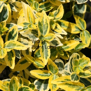EUONYMUS FORTUNEI EMERALD GOLD