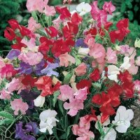 SWEET PEA BIJOU (MIXED COLOUR)