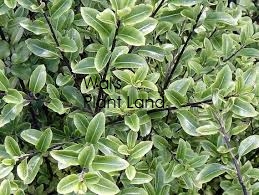 PITTOSPORUM MOUNTAIN JADE