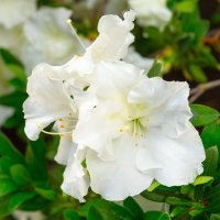 AZALEA GUMPO WHITE