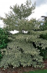 CORNUS CONTRAVERSA VARIEGATA