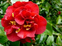 CAMELLIA MAROON & GOLD