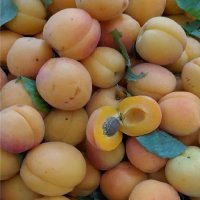APRICOT CASTLEBRIGHT