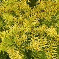 PODOCARPUS TOTARA AUREA