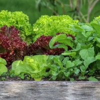 Vegetables & Herbs