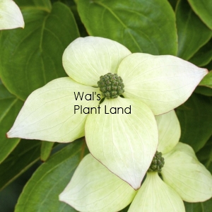 CORNUS BONFIRE