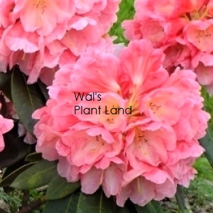 RHODODENDRON MOUNT LOMA PRIETA