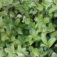 PITTOSPORUM MOUNTAIN GREEN