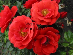 ROSE FLOWER CARPET SCARLET