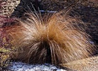 CHIONOCHLOA RUBRA (RED TUSSOCK)