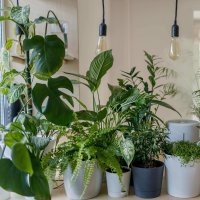 Houseplants & Succulents