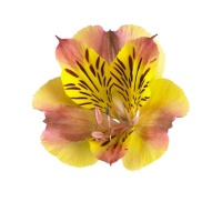 ALSTROEMERIA PRINCESS LILY DIANA