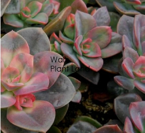 ECHEVERIA CHROMA