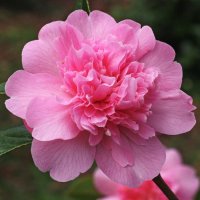 Camellias