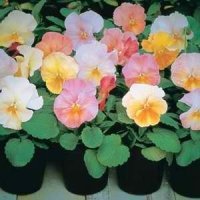 PANSY ANTIQUE SHADES