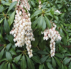 ANDROMEDA POLIFOLIA COMPACTA (PINK)