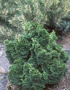 CHAMAECYPARIS OBTUSA KOSTERI