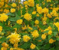 KERRIA JAPONICA PENIFLORA