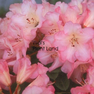 RHODODENDRON BRUCE BRETCHILL
