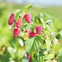 RASPBERRY CLUTHA