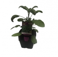SAGE BROADLEAF HOME GARDEN 6L