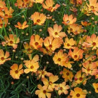 COREOPSIS MANGO