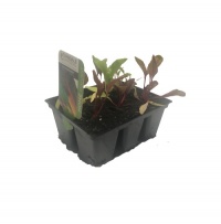 SILVERBEET BRIGHT LIGHTS