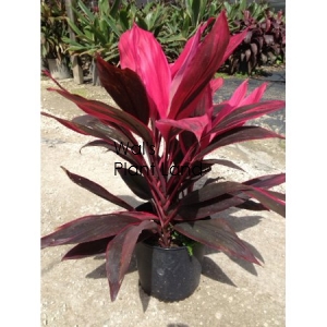 CORDYLINE RUBY