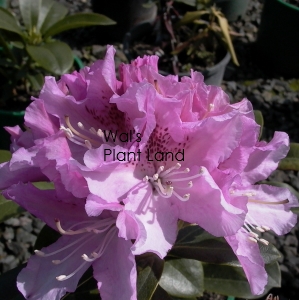 RHODODENDRON CHEER