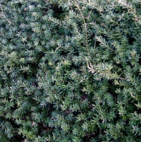 PODOCARPUS MATAPOURI BLUE